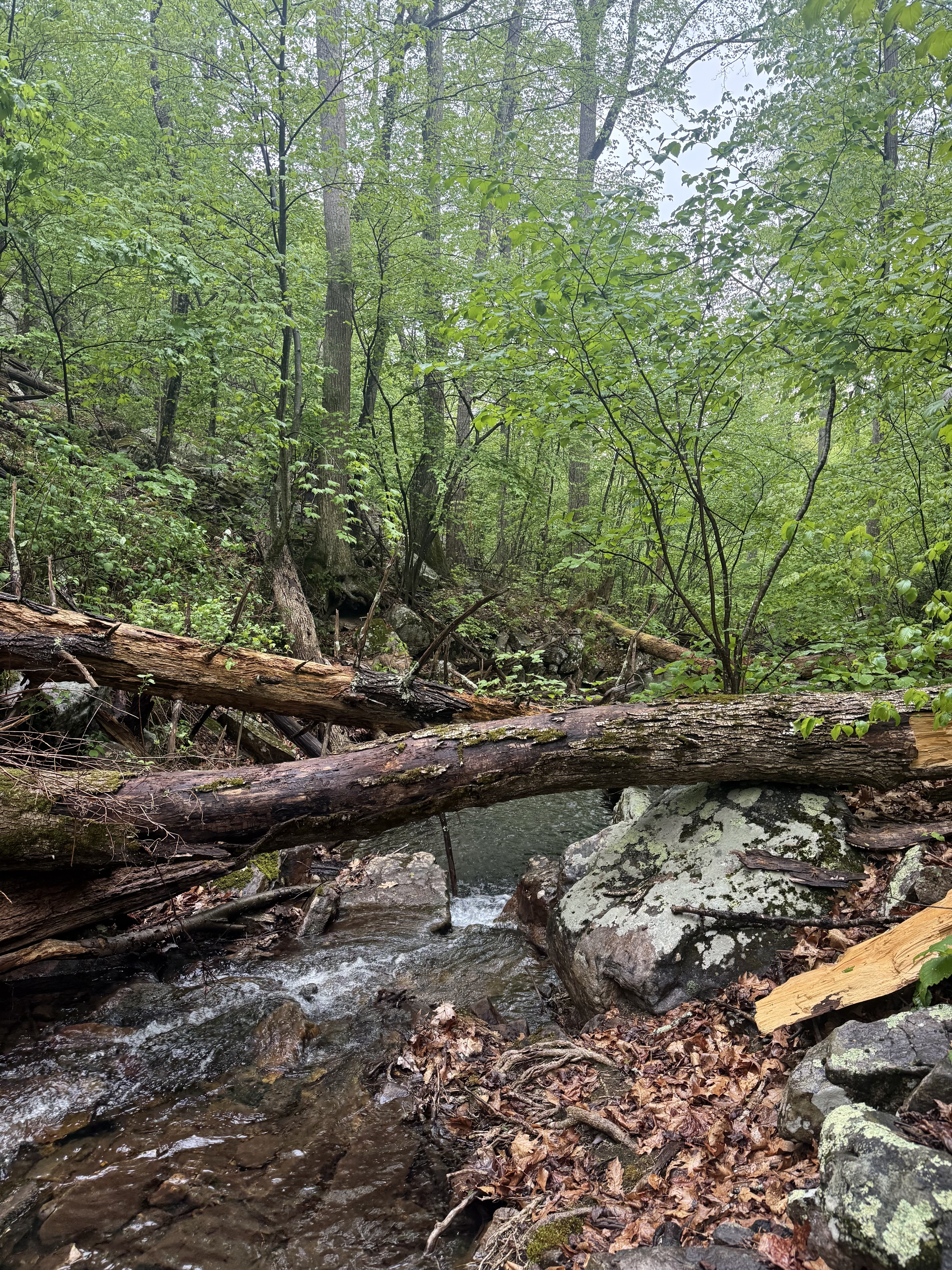 Scenery from the hike